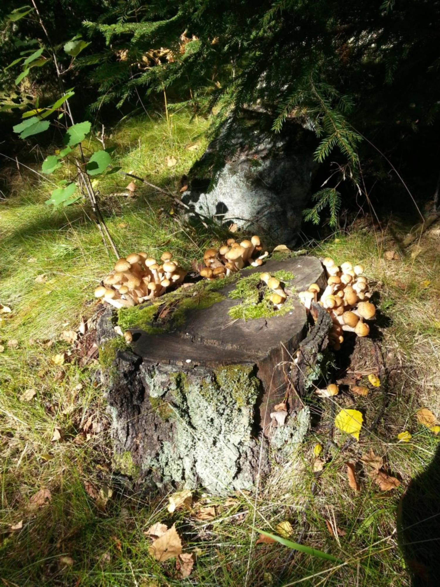 Cottage Baydar Jyraankoski Екстер'єр фото